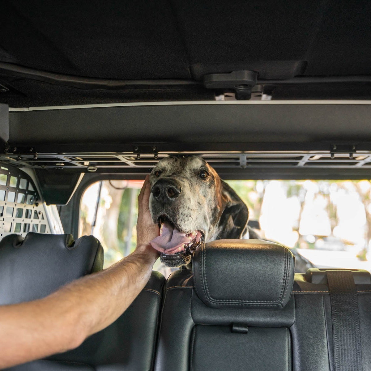 DV8 Offroad Dog Barrier for 2021–2024 Ford Bronco 4-Door — image 6