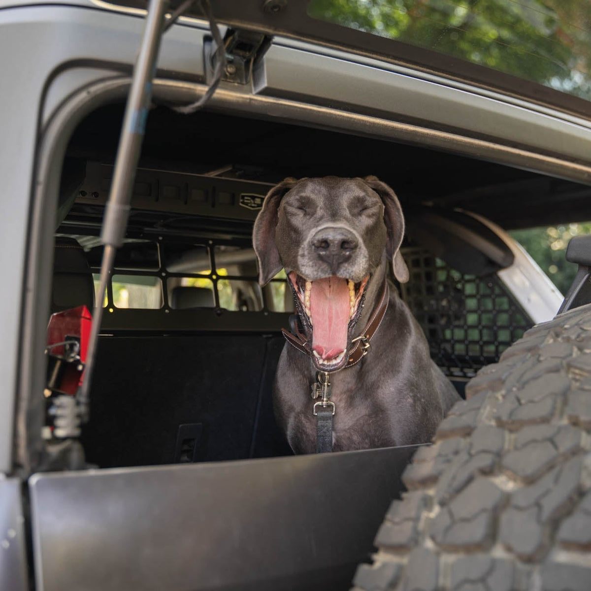 DV8 Offroad Dog Barrier for 2021–2024 Ford Bronco 4-Door — image 2